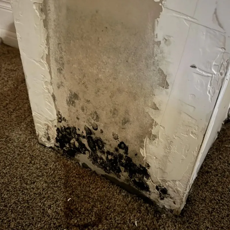 Professional Mold Removal in Milan, IL